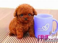 茶杯犬好养吗(茶杯泰迪犬好不好养？)