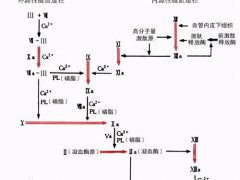 血友病是什么？(被称为皇室贵族病的血友病究竟是什么？)