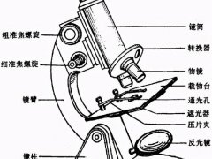 显微镜的使用(显微镜使用方法！)
