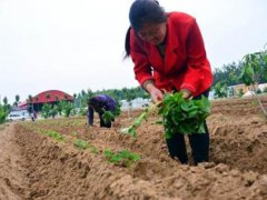 红薯的种植时间和方法(红薯几月份移栽好？)