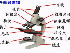 显微镜结构(初中生物「认识显微镜构造」)