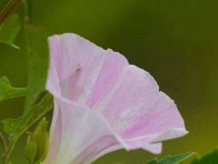 打碗花和牵牛花的区别是什么？(打碗花与牵牛花两种外形相似的喇叭花)