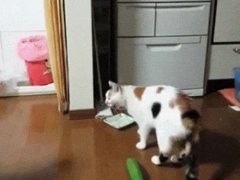 猫怕黄瓜(为什么猫会怕黄瓜？)