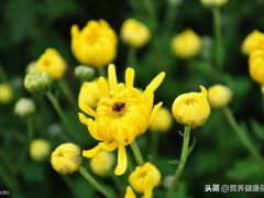 菊花的功效与作用(菊花茶的功效与禁忌！)