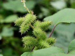 你还知道哪些植物传播种子的方法(植物传播种子有哪些方法)