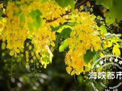 中秋节的由来(中秋节的由来故事简短100字)