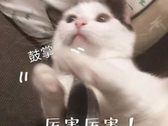 猫咪的品种(最受国人欢迎的5种猫)