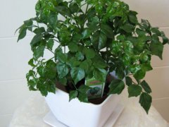室内净化空气的植物(净化空气最佳植物排名！)