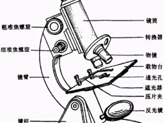 显微镜的使用步骤(显微镜使用方法)