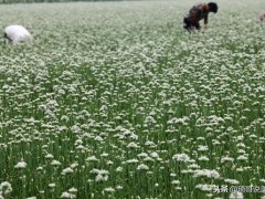 韭菜花腌制方法(腌韭菜花，教你5种腌制方法)