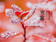 寒露是什么意思(24节气之寒露是什么意思？)