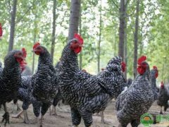 芦花鸡价格！(芦花鸡价格多少钱一斤？)