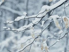 雪花纷飞(描写雪花纷飞的诗句)