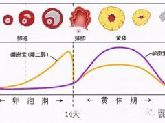 生理周期(生理周期怎么算)