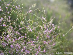 情人草花语是什么？(情人草的花语与作用)